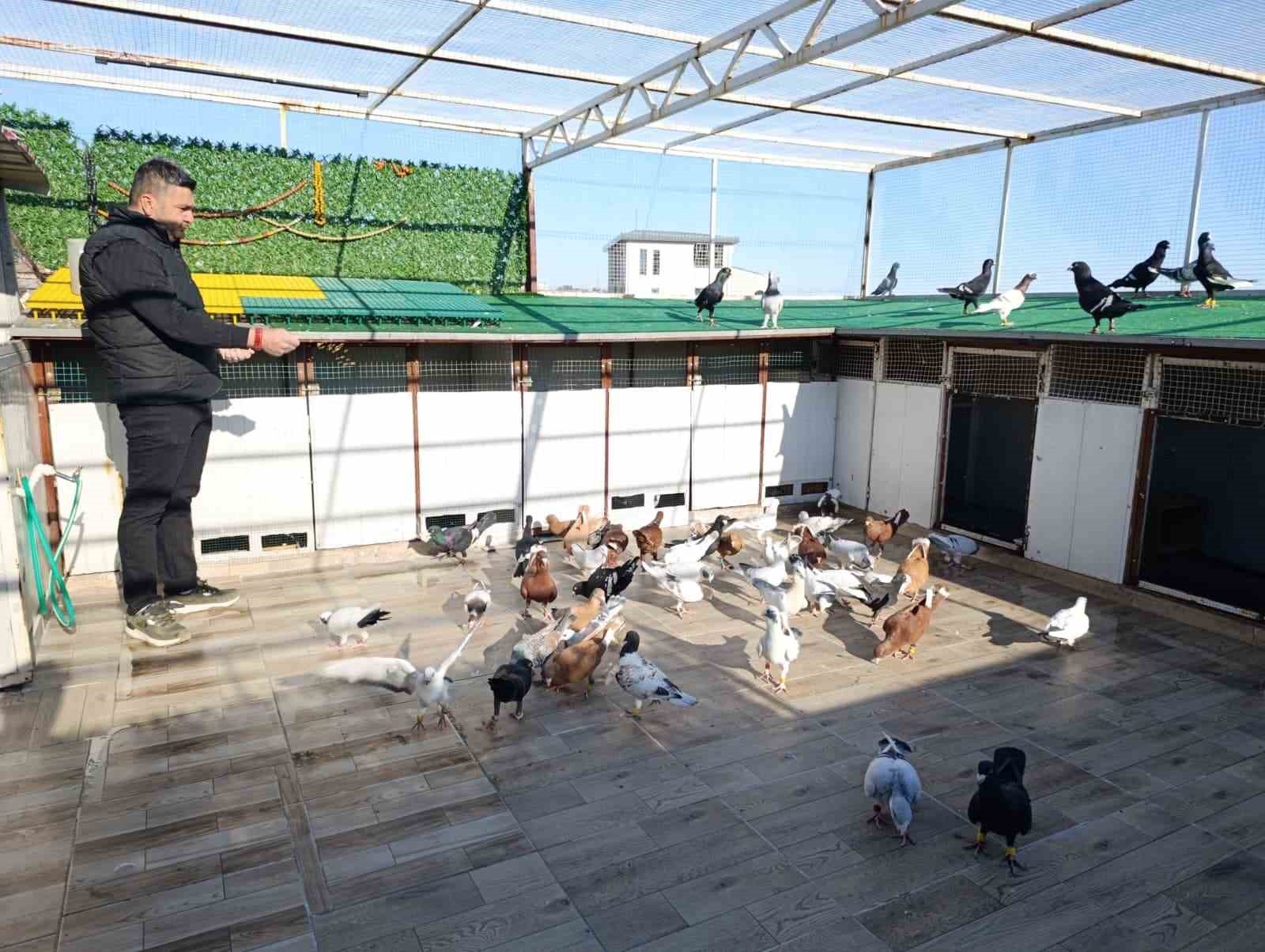 memurlugu birakip guvercin yetistiricisi oldu otomobil fiyatina satiyor 1 g5GQmGAX