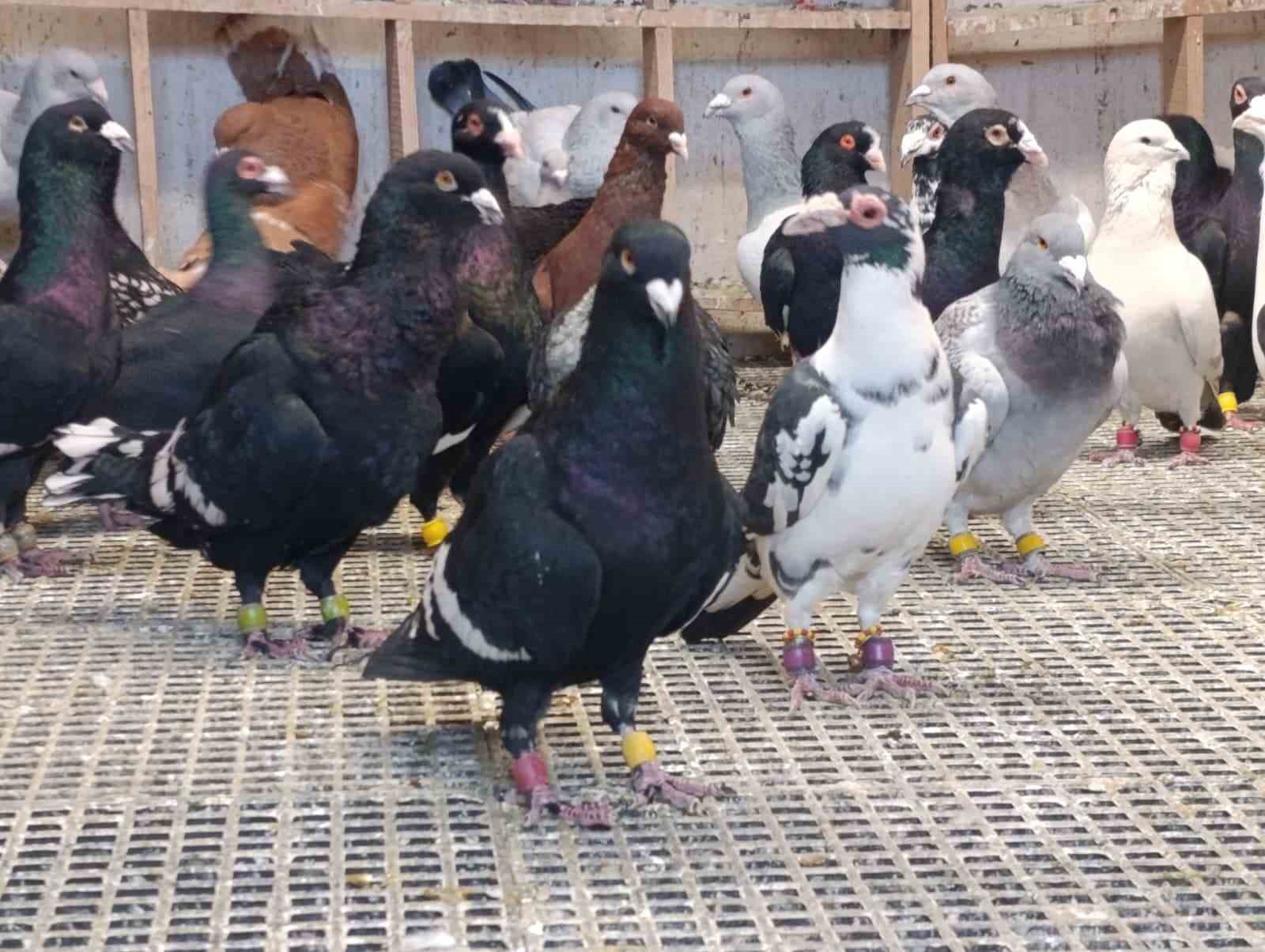 memurlugu birakip guvercin yetistiricisi oldu otomobil fiyatina satiyor 4 j9QveMzJ