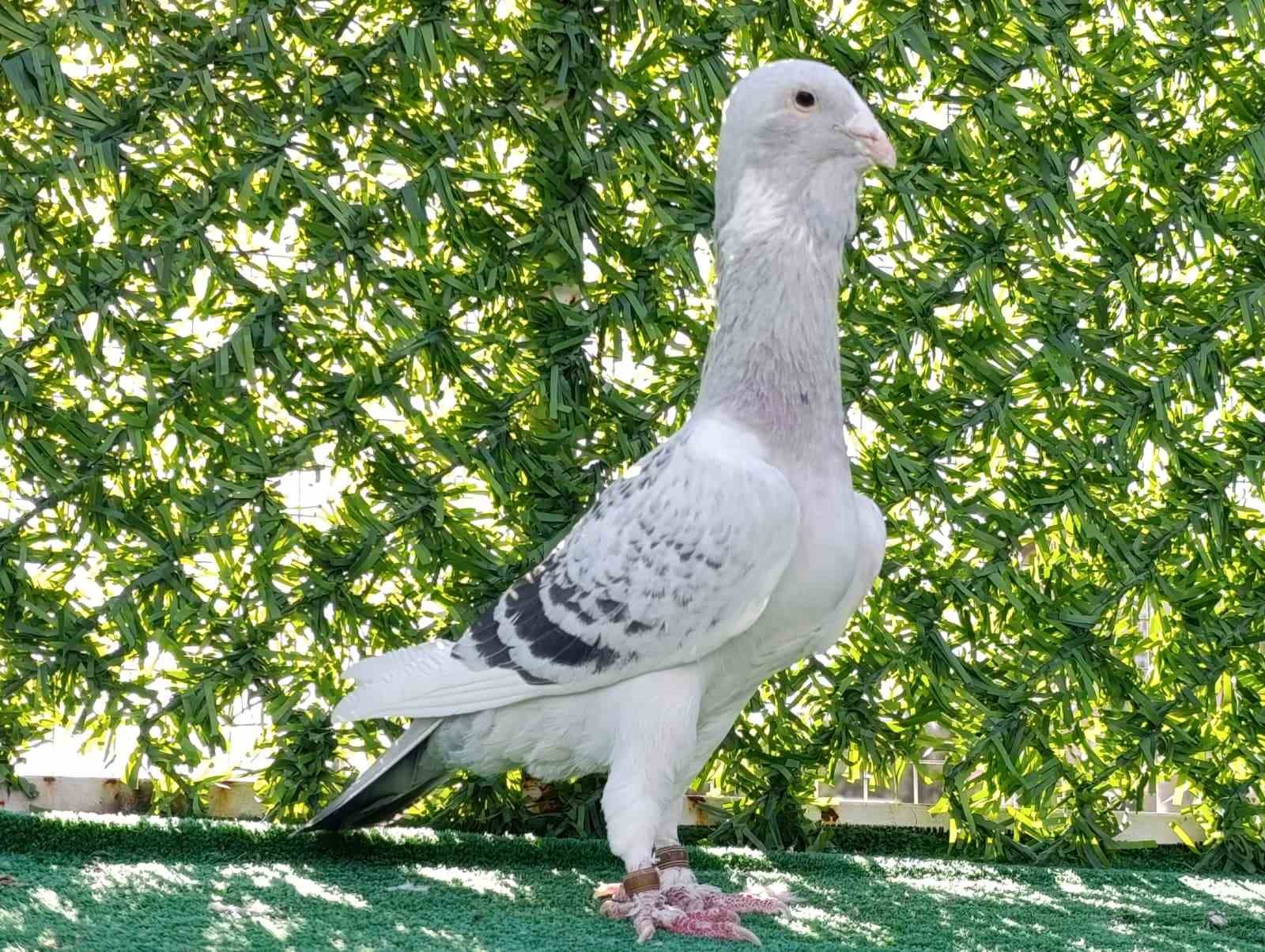memurlugu birakip guvercin yetistiricisi oldu otomobil fiyatina satiyor 6 ahkMDi5j