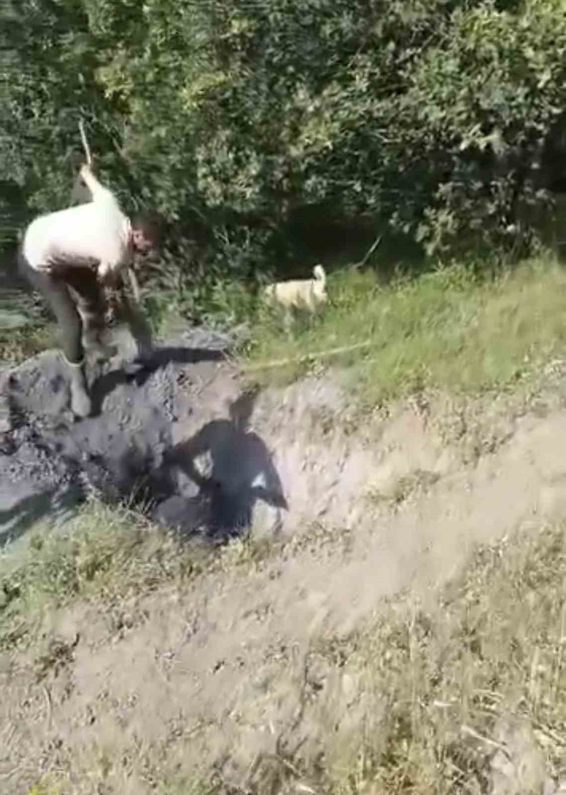 merada otlayan buyukbas hayvan define cukuruna dustu 0 evLSucVW
