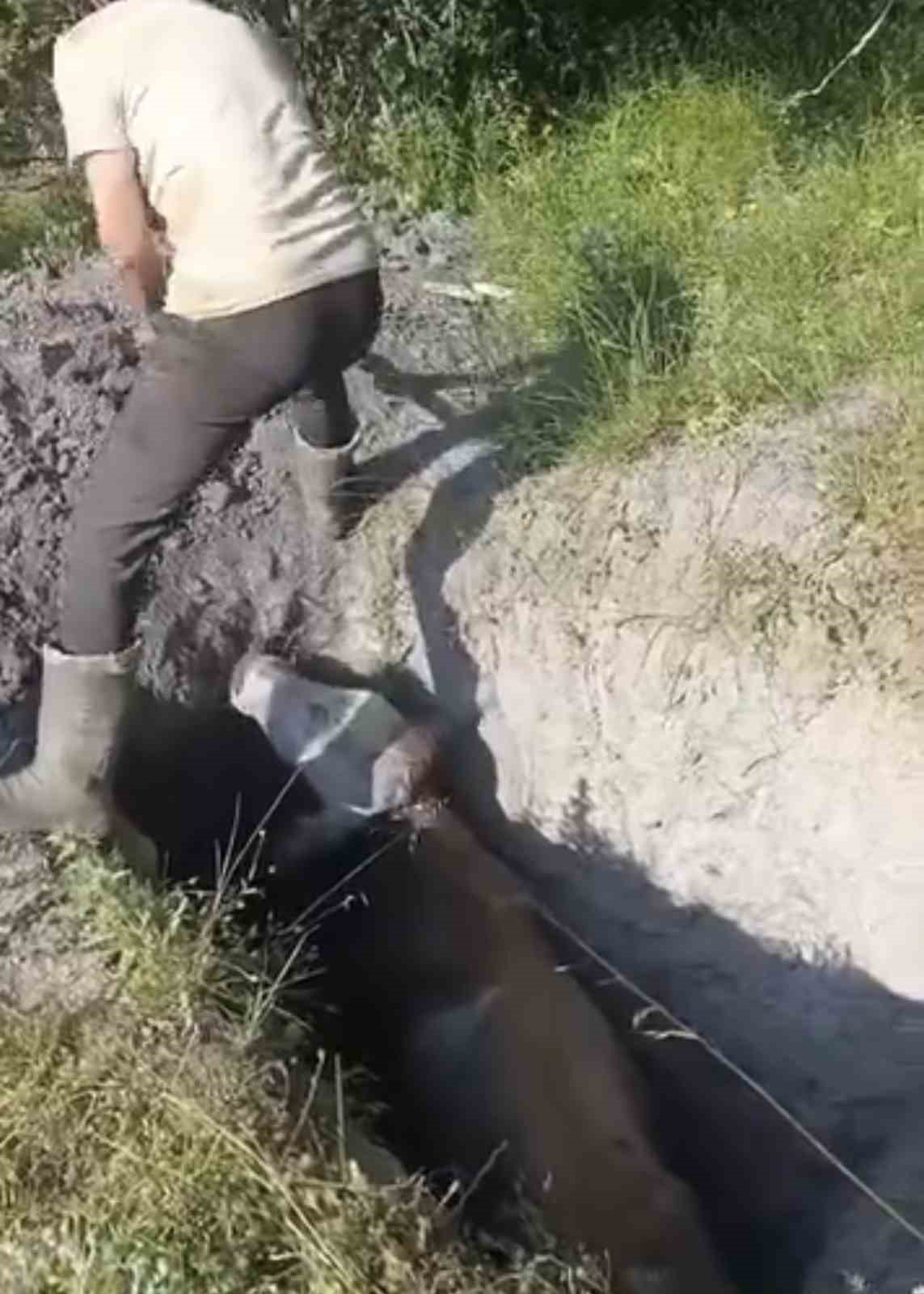 merada otlayan buyukbas hayvan define cukuruna dustu 1