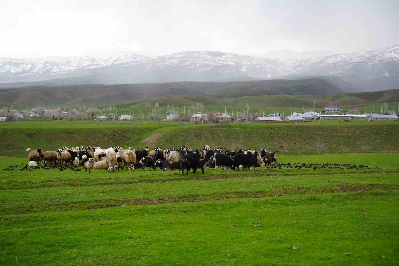 meradaki koyunlarin yanina gelen sigircik kuslari gorsel solen sundu 1 cVRlPWOS