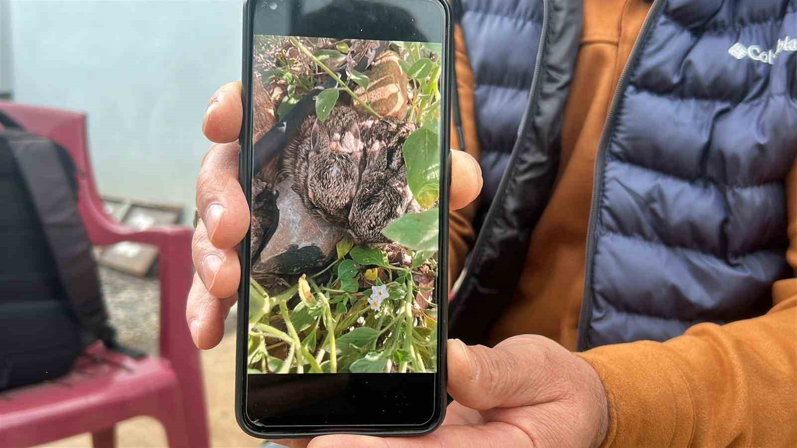 Merhametli çiftçi, yılların emeğine kemirerek zarar veren tavşanları "Bunlar şimdi hazırlanıyor, Doğan’ın fidanını nasıl yiyeceğim diye düşünüyor" diyerek elleriyle yakaladı 4 merhametli ciftci yillarin emegine kemirerek zarar veren tavsanlari bunlar simdi hazirlaniyor doganin fidanini nasil bhuNKcQA