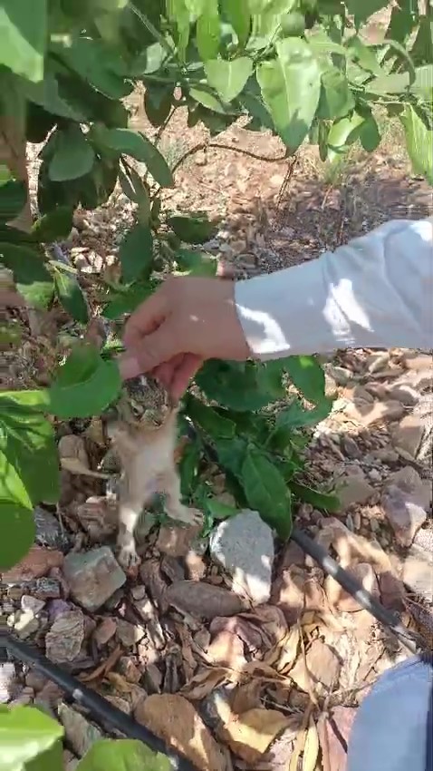 Merhametli çiftçi, yılların emeğine kemirerek zarar veren tavşanları "Bunlar şimdi hazırlanıyor, Doğan’ın fidanını nasıl yiyeceğim diye düşünüyor" diyerek elleriyle yakaladı 7 merhametli ciftci yillarin emegine kemirerek zarar veren tavsanlari bunlar simdi hazirlaniyor doganin fidanini nasil bsmuuhq2