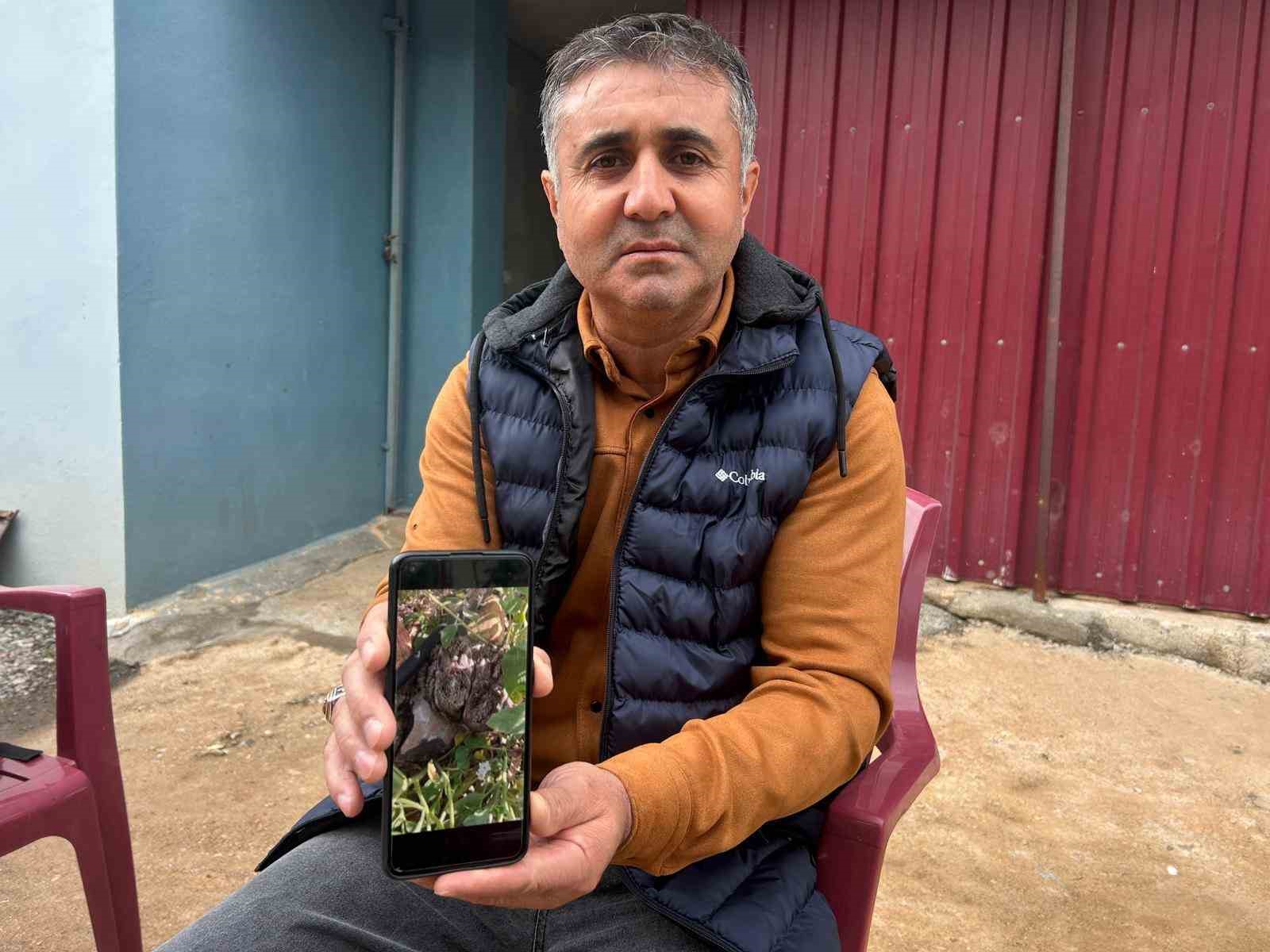 Merhametli çiftçi, yılların emeğine kemirerek zarar veren tavşanları "Bunlar şimdi hazırlanıyor, Doğan’ın fidanını nasıl yiyeceğim diye düşünüyor" diyerek elleriyle yakaladı 5 merhametli ciftci yillarin emegine kemirerek zarar veren tavsanlari bunlar simdi hazirlaniyor doganin fidanini nasil