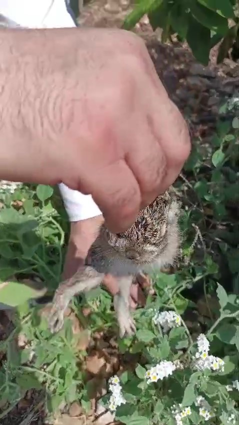 Merhametli çiftçi, yılların emeğine kemirerek zarar veren tavşanları "Bunlar şimdi hazırlanıyor, Doğan’ın fidanını nasıl yiyeceğim diye düşünüyor" diyerek elleriyle yakaladı 9 merhametli ciftci yillarin emegine kemirerek zarar veren tavsanlari bunlar simdi hazirlaniyor doganin fidanini nasil zefBfQ2v