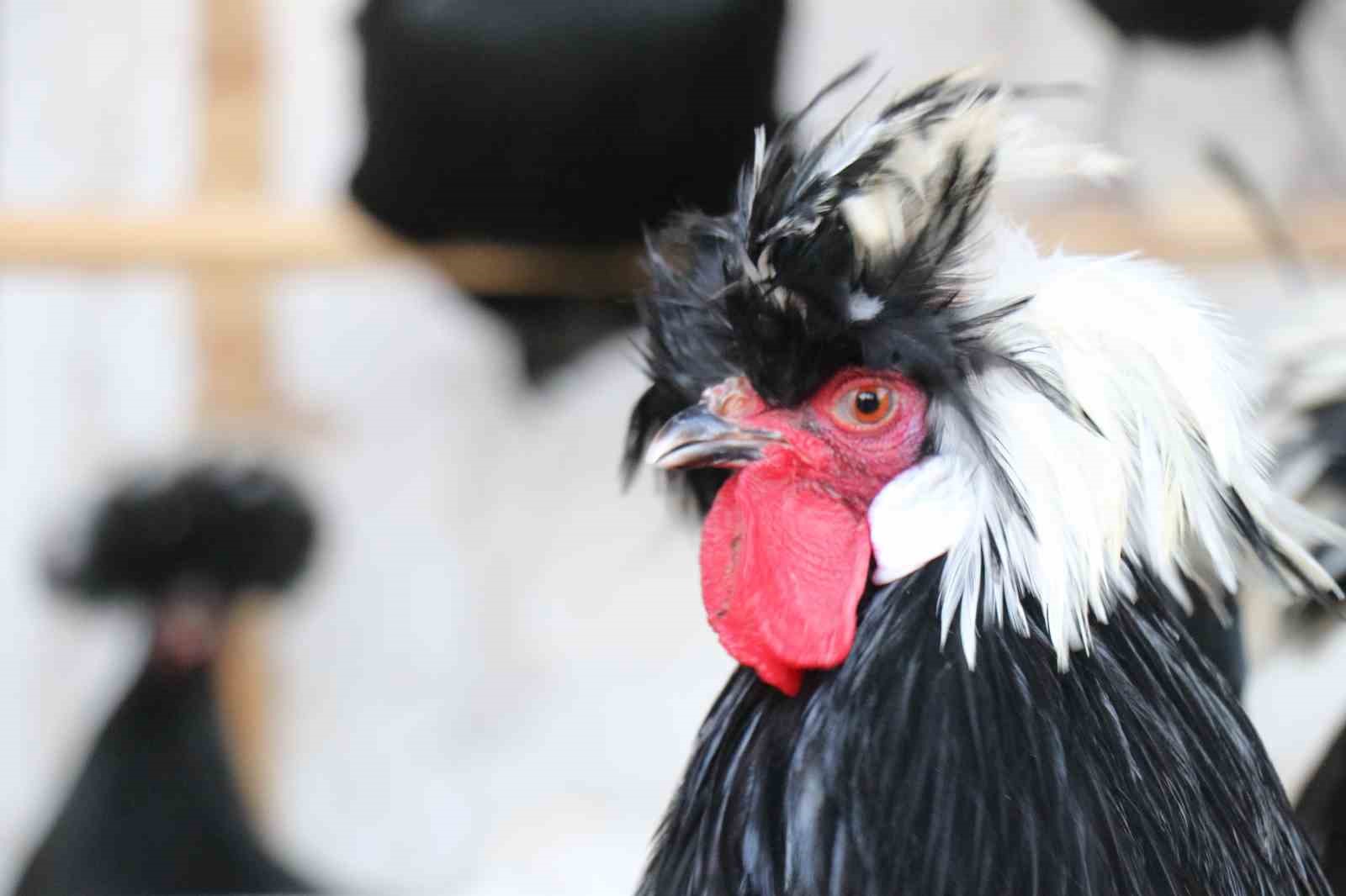 Mermer fabrikasında egzotik mesai: Farklı ırklardaki tavuklar burada yetişiyor 4 mermer fabrikasinda egzotik mesai farkli irklardaki tavuklar burada yetisiyor 0 3OL5XGAD