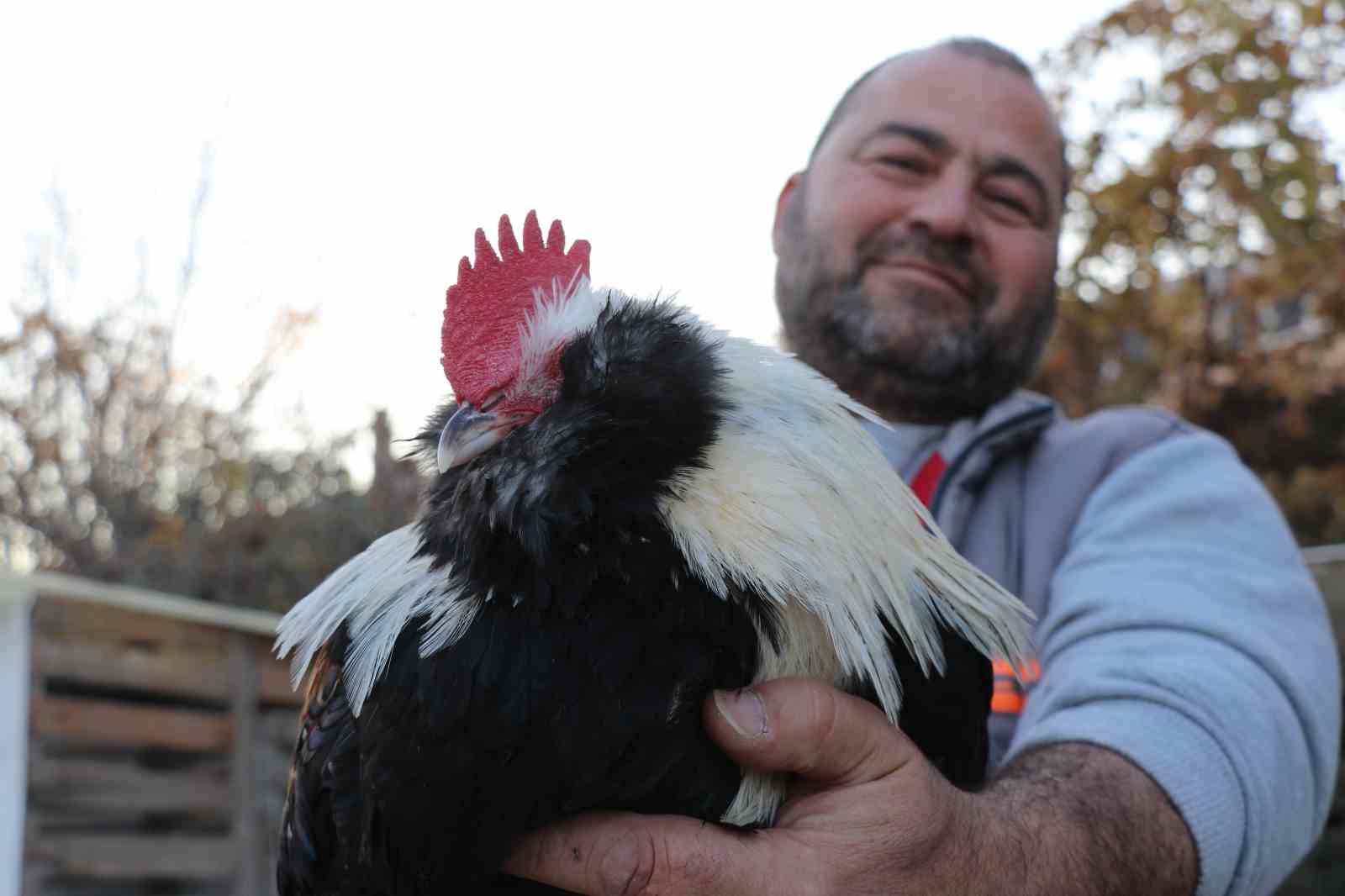 Mermer fabrikasında egzotik mesai: Farklı ırklardaki tavuklar burada yetişiyor 5 mermer fabrikasinda egzotik mesai farkli irklardaki tavuklar burada yetisiyor 1 bi2G2jtk