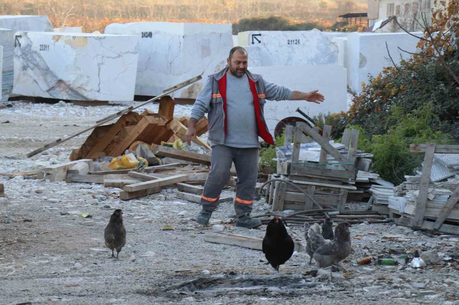 Mermer fabrikasında egzotik mesai: Farklı ırklardaki tavuklar burada yetişiyor 7 mermer fabrikasinda egzotik mesai farkli irklardaki tavuklar burada yetisiyor 3 sHpbaQkB