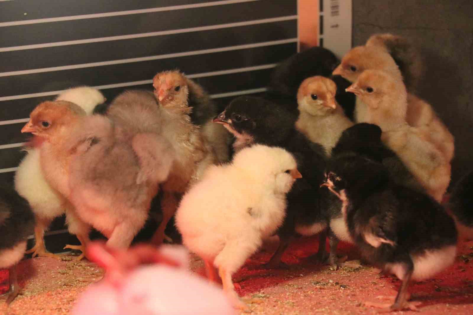 Mermer fabrikasında egzotik mesai: Farklı ırklardaki tavuklar burada yetişiyor 8 mermer fabrikasinda egzotik mesai farkli irklardaki tavuklar burada yetisiyor 4 hLEva83r