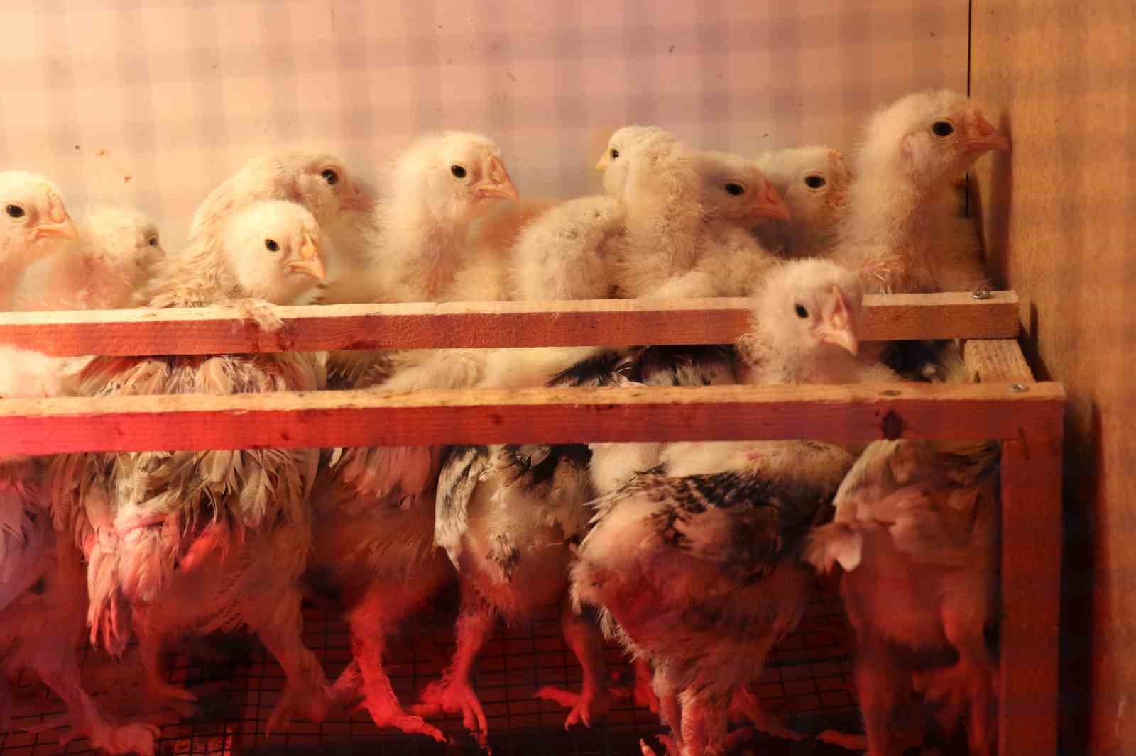 Mermer fabrikasında egzotik mesai: Farklı ırklardaki tavuklar burada yetişiyor 10 mermer fabrikasinda egzotik mesai farkli irklardaki tavuklar burada yetisiyor 6 APkjGOYU