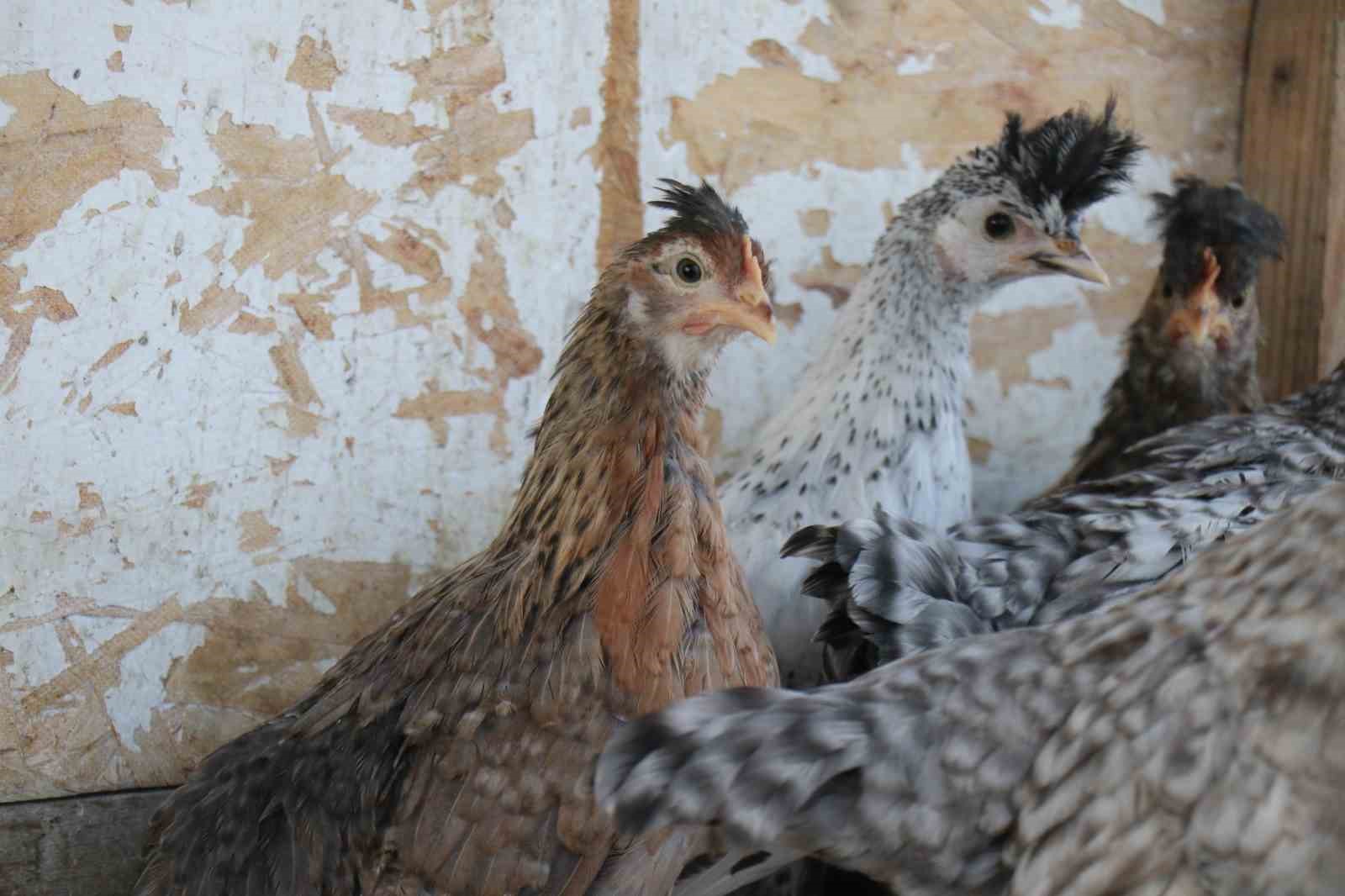 Mermer fabrikasında egzotik mesai: Farklı ırklardaki tavuklar burada yetişiyor 11 mermer fabrikasinda egzotik mesai farkli irklardaki tavuklar burada yetisiyor 7