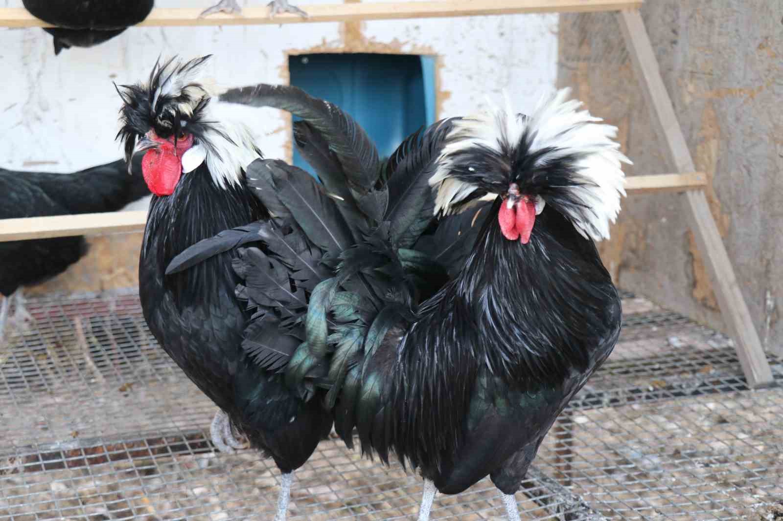 Mermer fabrikasında egzotik mesai: Farklı ırklardaki tavuklar burada yetişiyor 13 mermer fabrikasinda egzotik mesai farkli irklardaki tavuklar burada yetisiyor 9 jMM18YtW