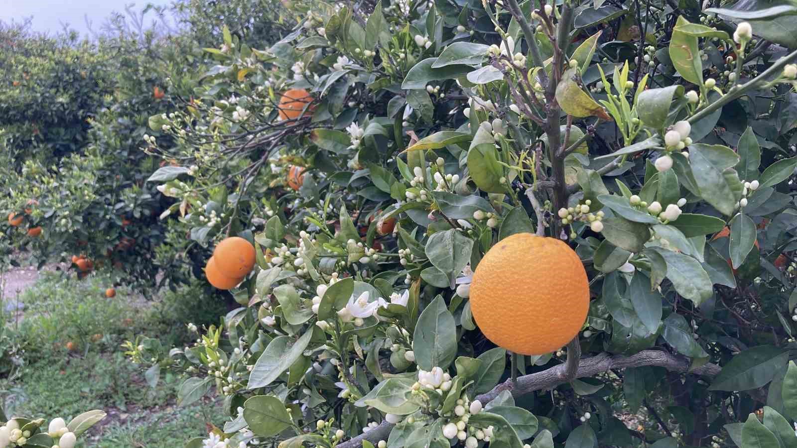 mersin portakal kokmaya basladi dalinda kalan urunler toplanmadan cicekler acti 2 UFWPq6d7