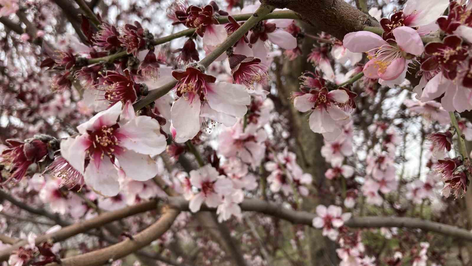 mersin portakal kokmaya basladi dalinda kalan urunler toplanmadan cicekler acti 6 XITtsi32