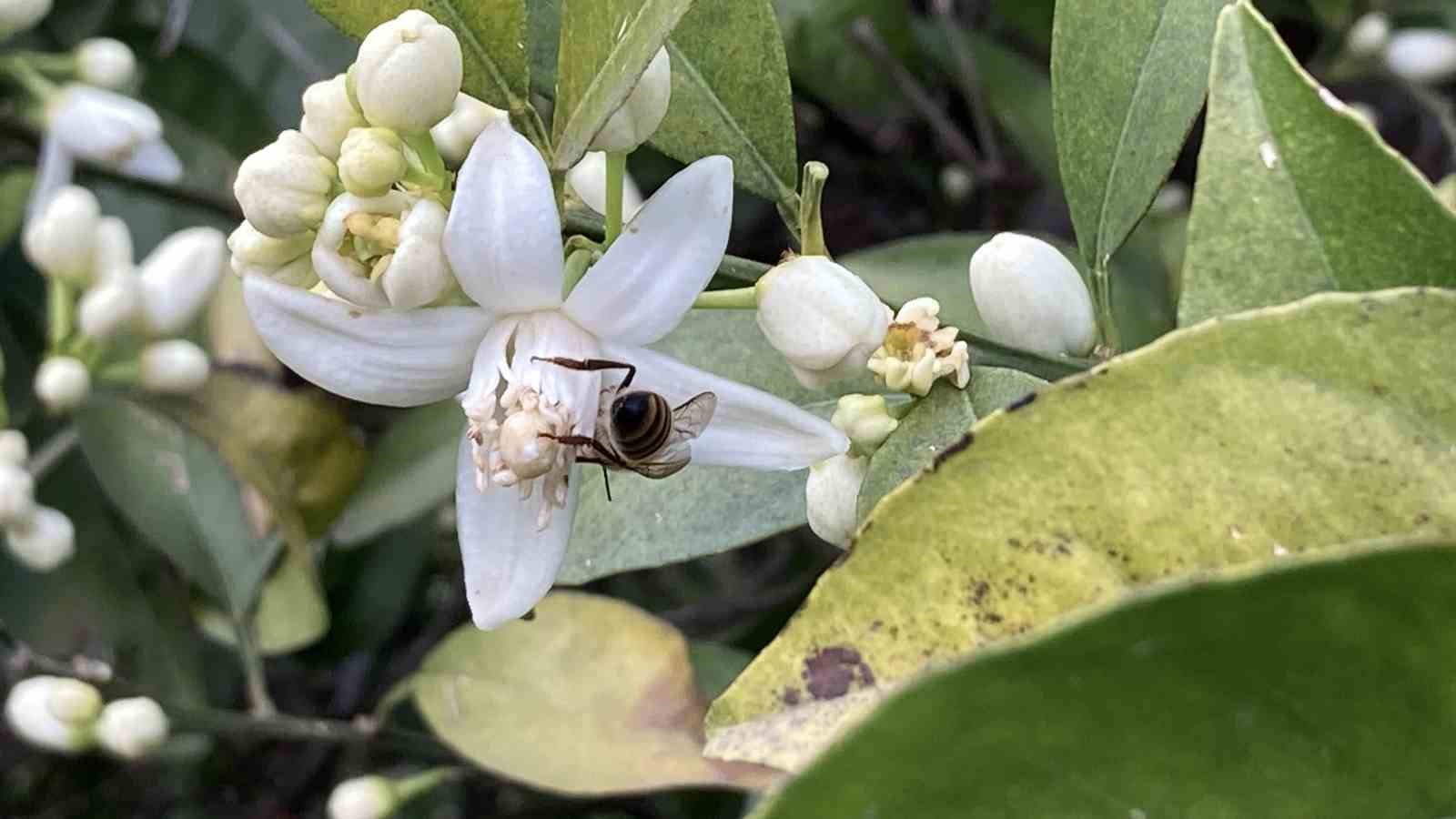 mersin portakal kokmaya basladi dalinda kalan urunler toplanmadan cicekler acti 8 zdt9MbbG