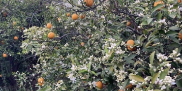 mersin-portakal-kokmaya-basladi-dalinda-kalan-urunler-toplanmadan-cicekler-acti-bbEn4Zne.jpg
