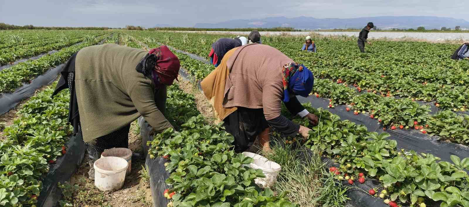 Mersin’de açıkta çilek hasadı başladı: İç pazarda kilogramı 65 ile 75 TL arasında 6 mersinde acikta cilek hasadi basladi ic pazarda kilogrami 65 ile 75 tl arasinda 2 nmtrQbVk