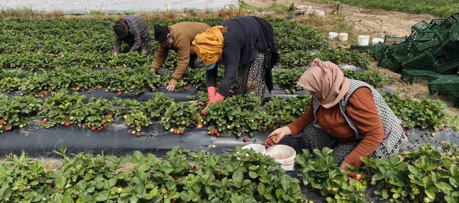 Mersin’de açıkta çilek hasadı başladı: İç pazarda kilogramı 65 ile 75 TL arasında 7 mersinde acikta cilek hasadi basladi ic pazarda kilogrami 65 ile 75 tl arasinda 3 ZvUMPvjj