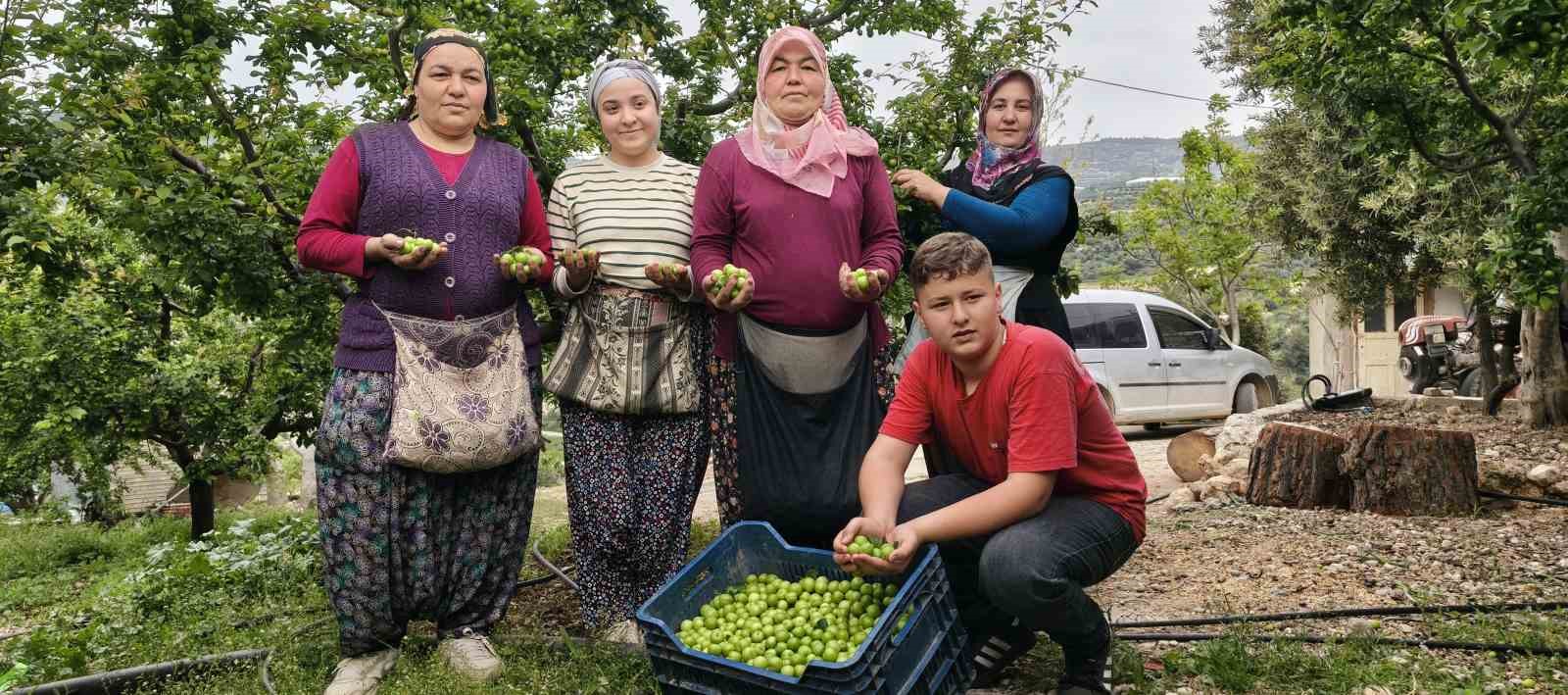 mersinde acikta erik hasadi basladi fiyati 200 tlye kadar dustu 1 CywNWIPR