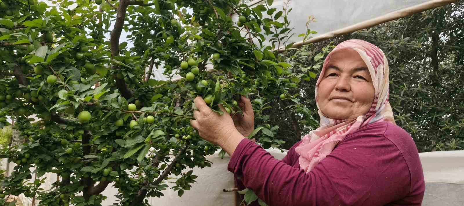 mersinde acikta erik hasadi basladi fiyati 200 tlye kadar dustu 2 OsfcS9RS