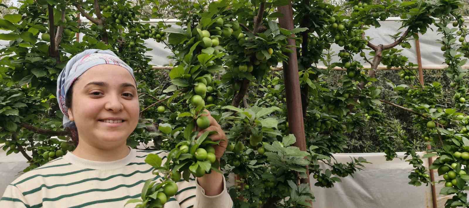 mersinde acikta erik hasadi basladi fiyati 200 tlye kadar dustu 3 yjDDd9Yj