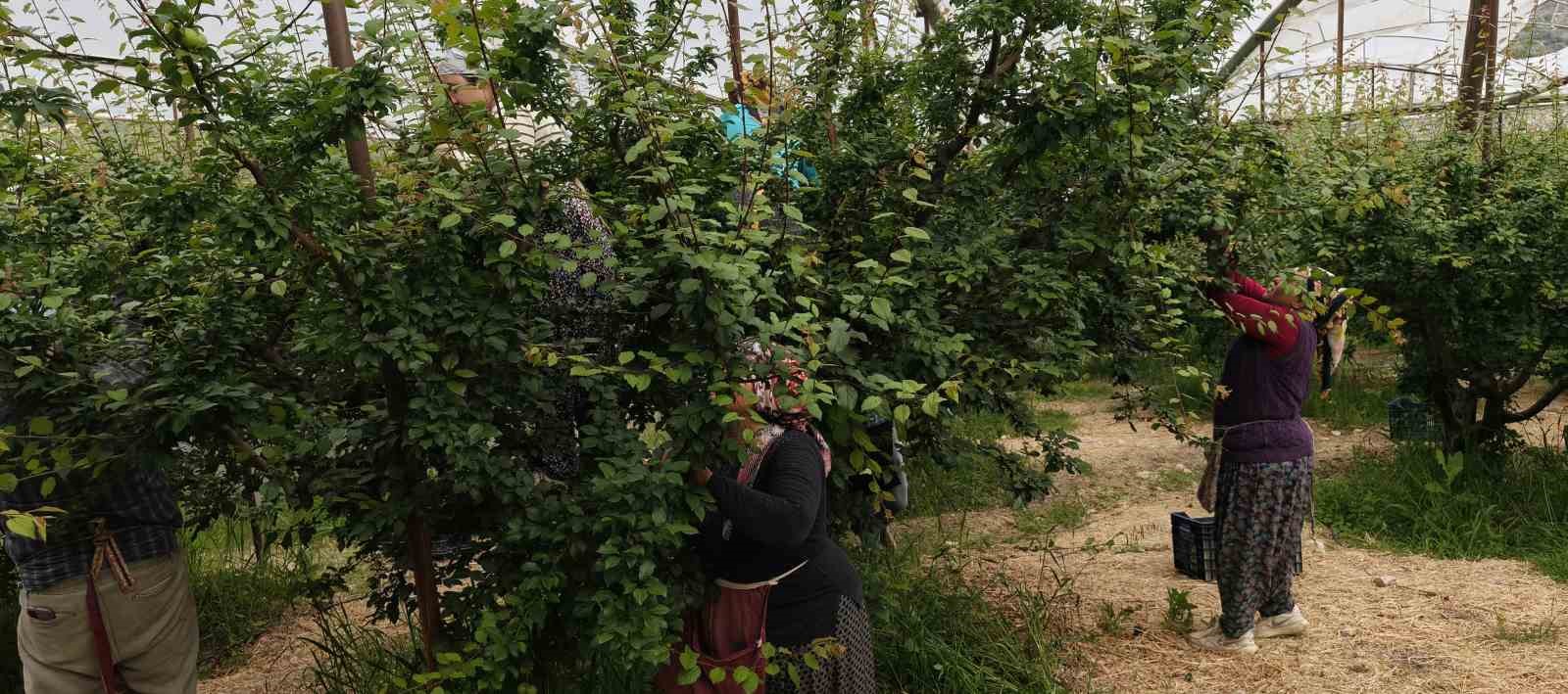 mersinde acikta erik hasadi basladi fiyati 200 tlye kadar dustu 5 cSzlLejp