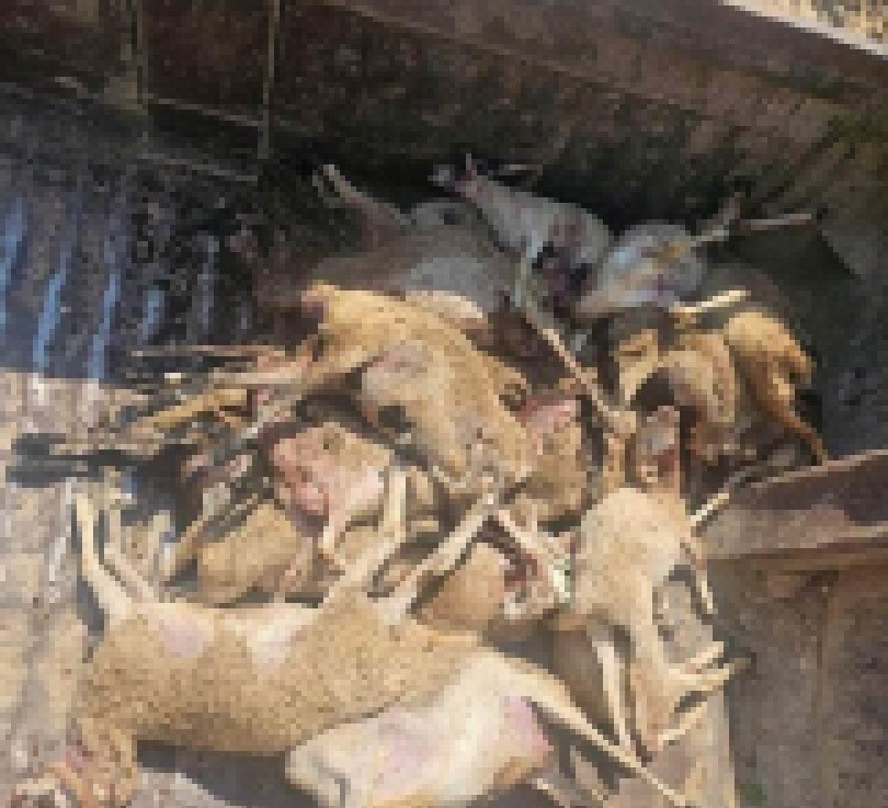 mersinde agila giren kurtlar 29 koyunu telef etti 0 h3gKSYya
