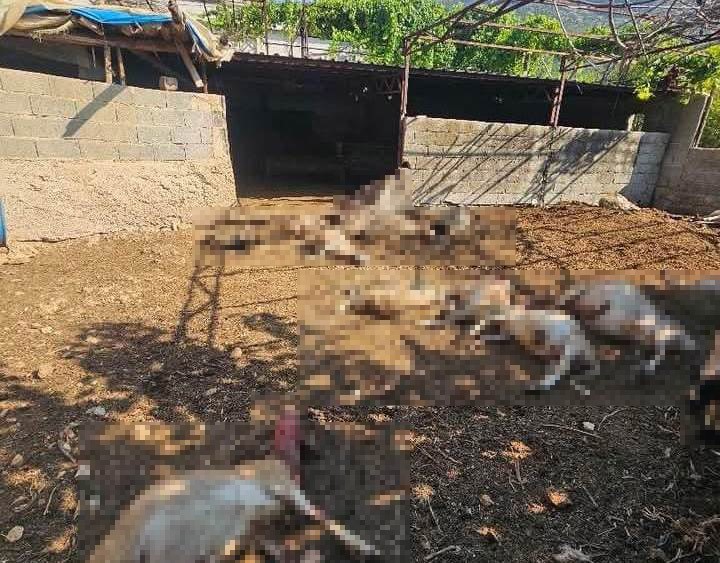 mersinde agila giren kurtlar 29 koyunu telef etti 1 QJI7KJjy
