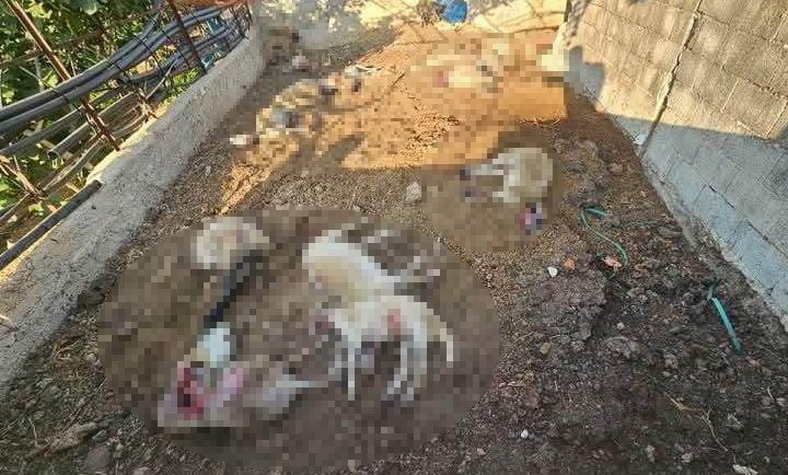mersinde agila giren kurtlar 29 koyunu telef etti 2 Wi1pK3Ar