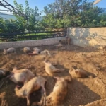 mersinde-agila-giren-kurtlar-29-koyunu-telef-etti-AZrkgiuO.jpg