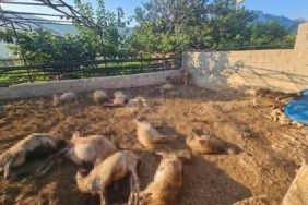Baykuş ile çiftçinin 20 yıllık dostluğu: Her yıl aynı serendisine yuvalıyor 1 thumbnail