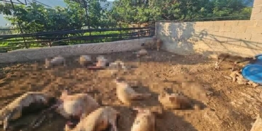 mersinde-agila-giren-kurtlar-29-koyunu-telef-etti-AZrkgiuO.jpg