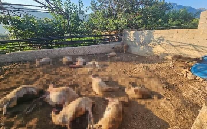 mersinde-agila-giren-kurtlar-29-koyunu-telef-etti-AZrkgiuO.jpg