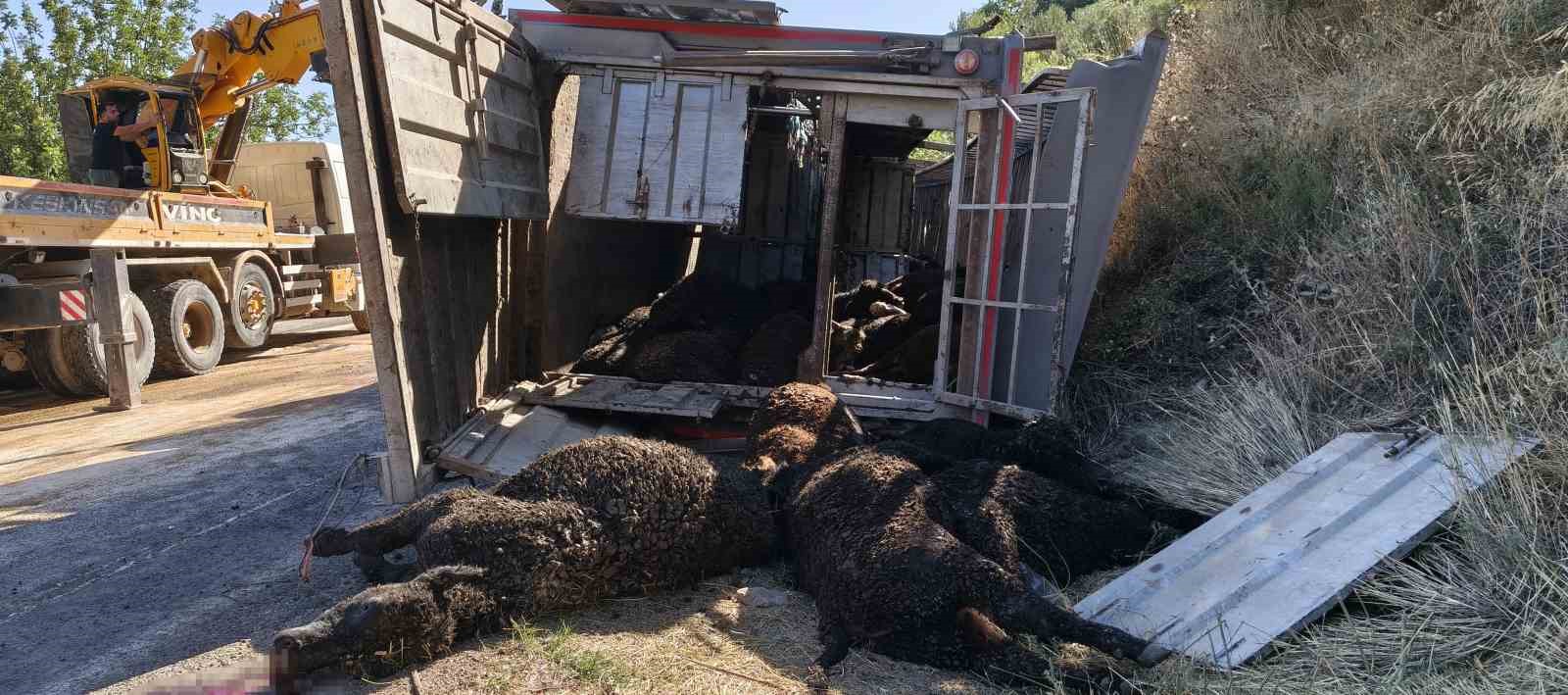 mersinde buyukbas hayvan yuklu tir devrildi cok sayida hayvan telef oldu 1