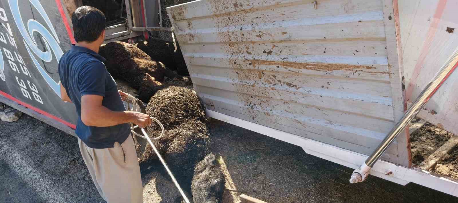 mersinde buyukbas hayvan yuklu tir devrildi cok sayida hayvan telef oldu 6 tKISCaGA
