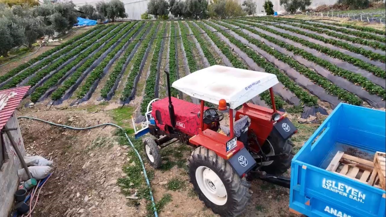 mersinde cilekte kis hasadi bahcede kilogrami 130 tl 0 bPkJvWd5