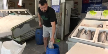 mersinde-dev-yilan-baligi-tezgahta-ilgi-odagi-oldu-FkW9ggOc.jpg