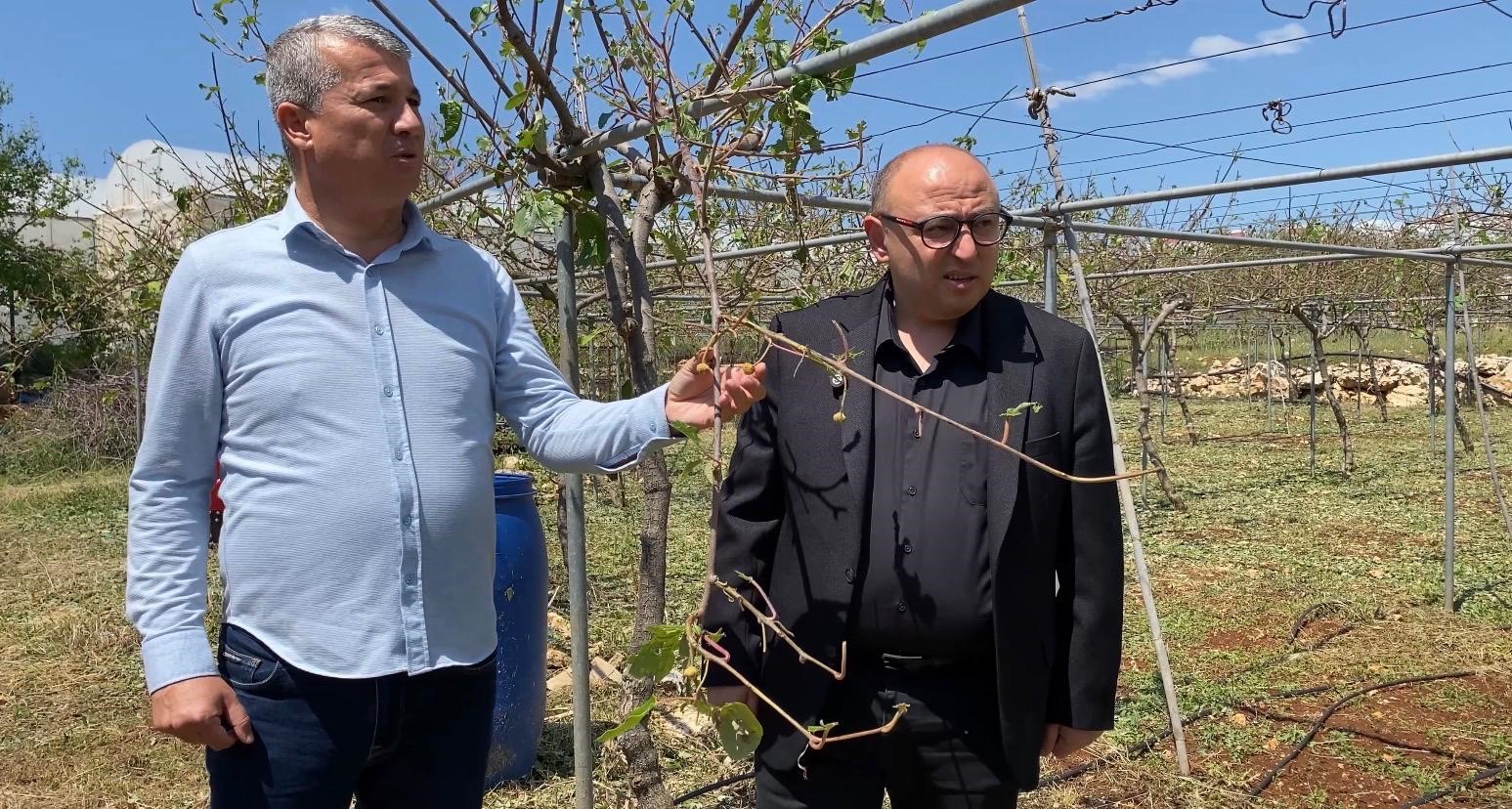 mersinde dolu sebze tarlalari ve meyve bahcelerine zarar verdi 5