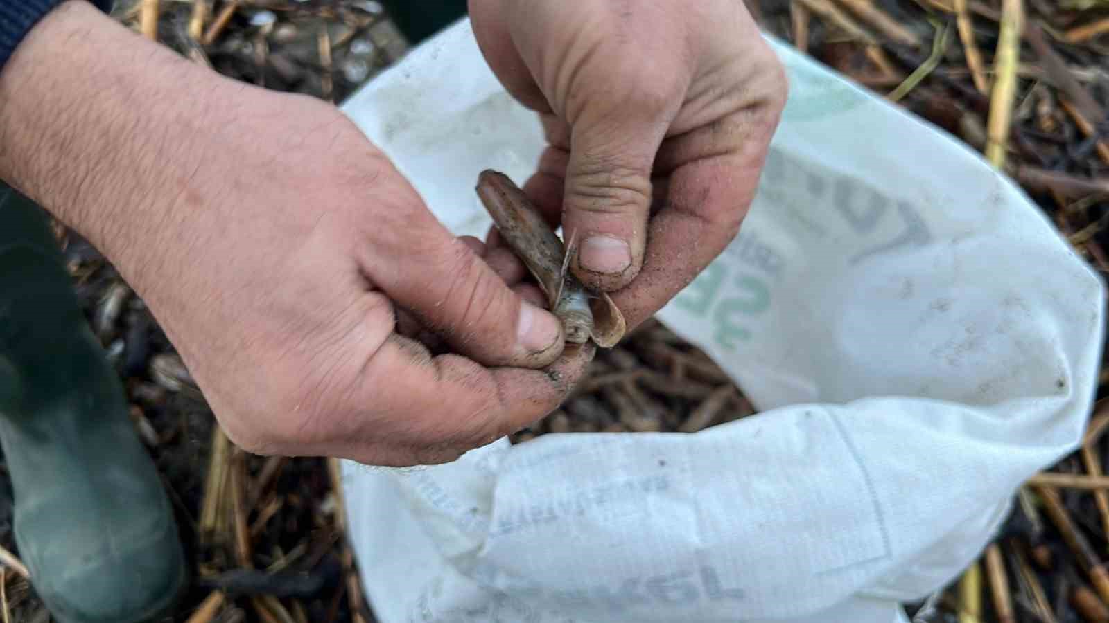Mersin’de fırtına sonrası binlerce kargı midyesi sahile vurdu: Balıkçılar tek tek topladı 8 mersinde firtina sonrasi binlerce kargi midyesi sahile vurdu balikcilar tek tek topladi 4 bjC1FgK9