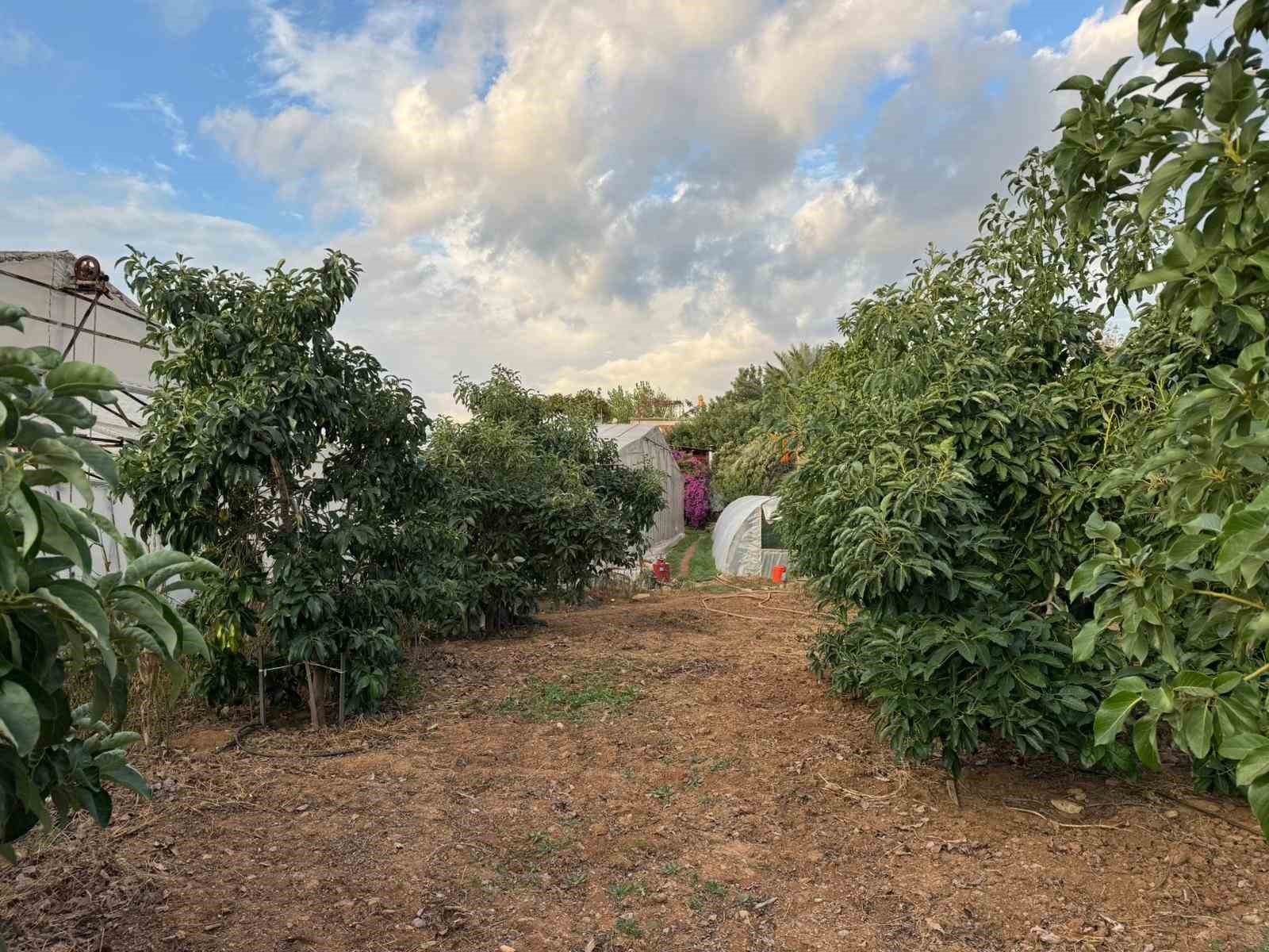 Mersin’de ilginç hırsızlık: Hırsızlar muz ve avokado hasadı yaptı 7 mersinde ilginc hirsizlik hirsizlar muz ve avokado hasadi yapti 3 v9QFYR3A