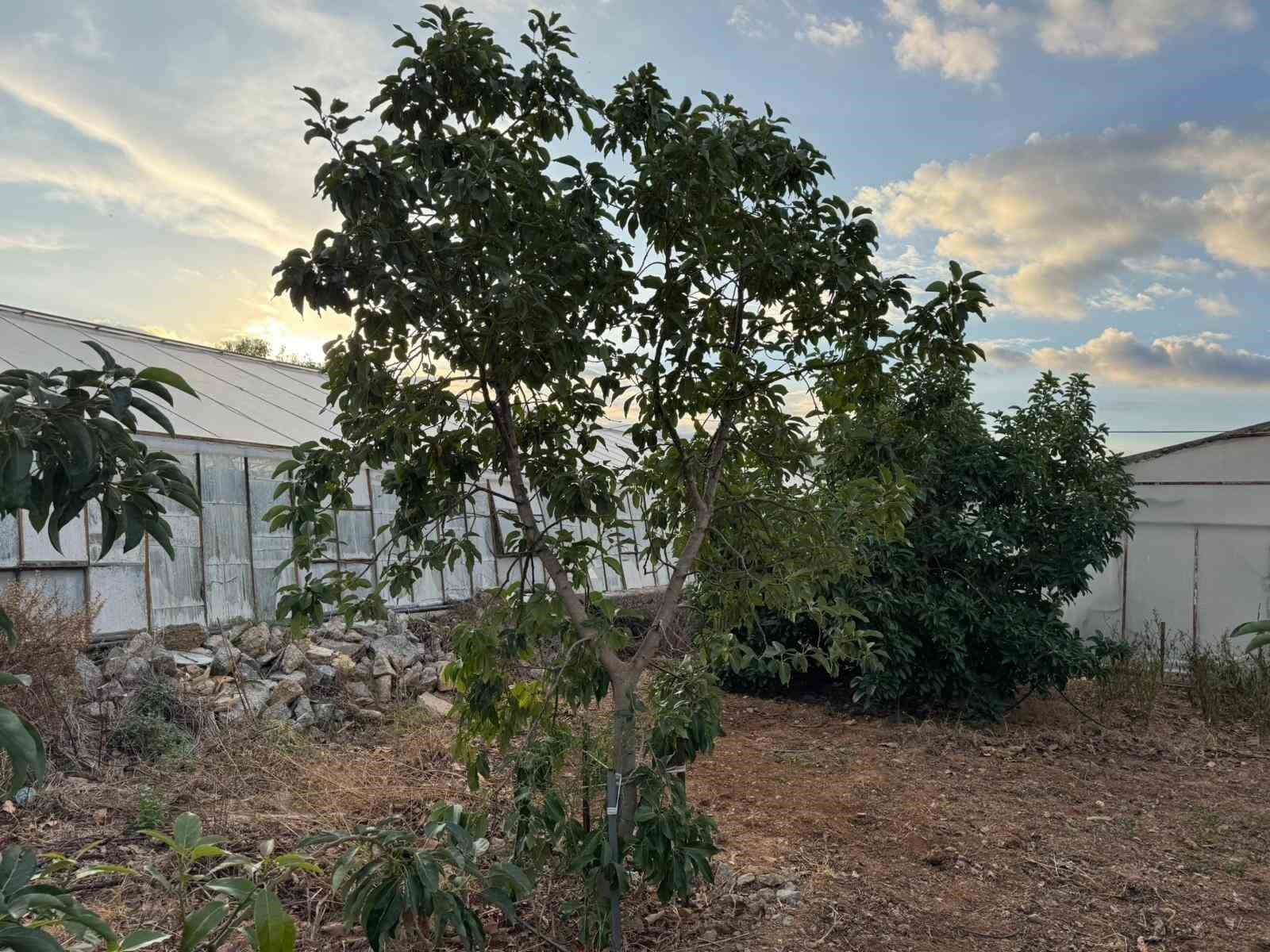 Mersin’de ilginç hırsızlık: Hırsızlar muz ve avokado hasadı yaptı 8 mersinde ilginc hirsizlik hirsizlar muz ve avokado hasadi yapti 4 3vElghhi