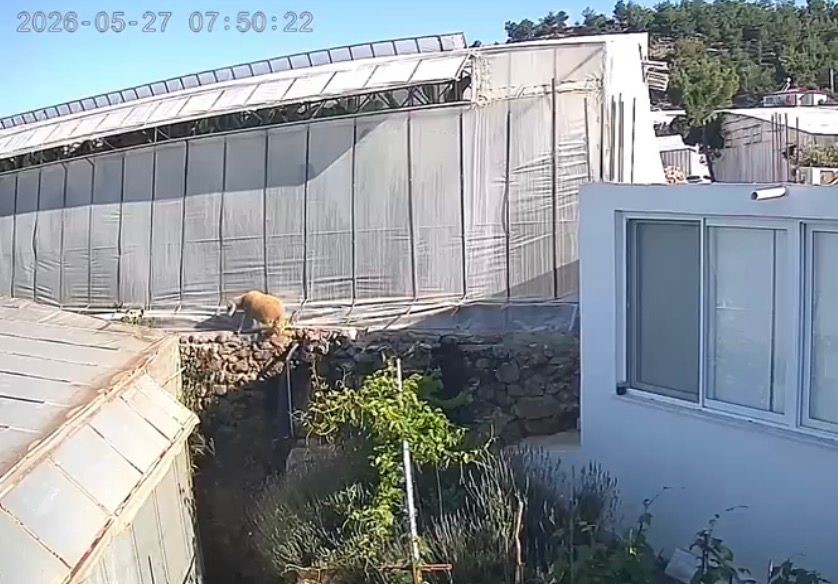 mersinde kurbanliklar kacti bayram nesesi kameralara yansidi 3 tDQuOfy6