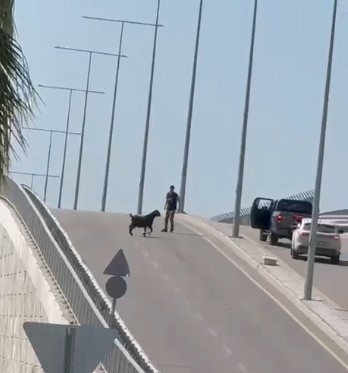 mersinde kurbanliklar kacti bayram nesesi kameralara yansidi 4 dMN3pWE5