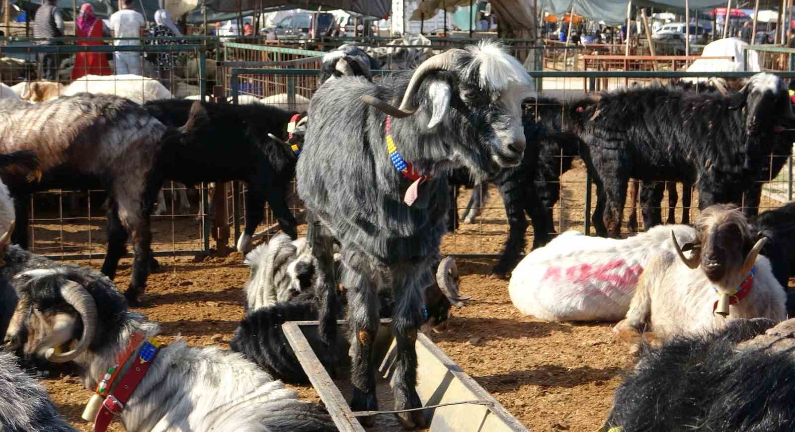 mersinde kurbanliklarda kiran kirana pazarliklar basladi 6 7j8f9yuc