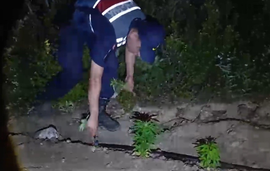mersinde ormanlik alana ekilen bin 500 kok kenevir ele gecirildi 0 jGq5LFiL