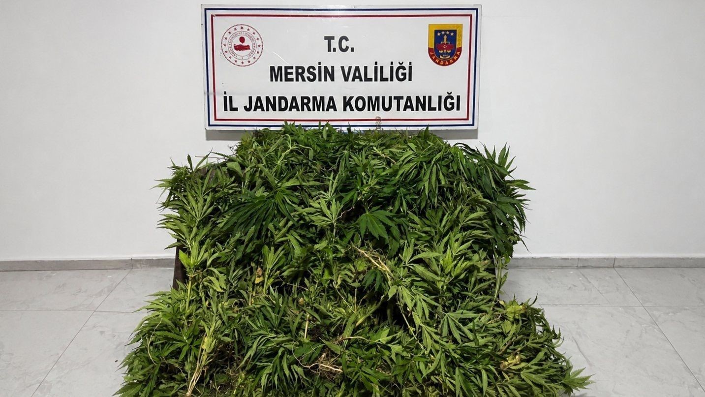 mersinde ormanlik alana ekilen bin 500 kok kenevir ele gecirildi 1 4NYCD7Rv