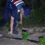 mersinde-ormanlik-alana-ekilen-bin-500-kok-kenevir-ele-gecirildi-RJGKLHdL.jpg