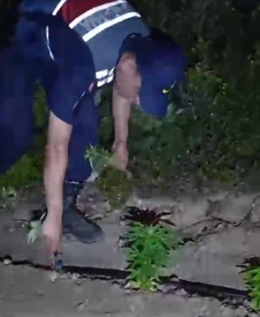 mersinde-ormanlik-alana-ekilen-bin-500-kok-kenevir-ele-gecirildi-RJGKLHdL.jpg