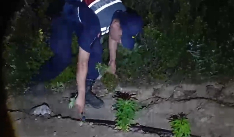 mersinde-ormanlik-alana-ekilen-bin-500-kok-kenevir-ele-gecirildi-RJGKLHdL.jpg